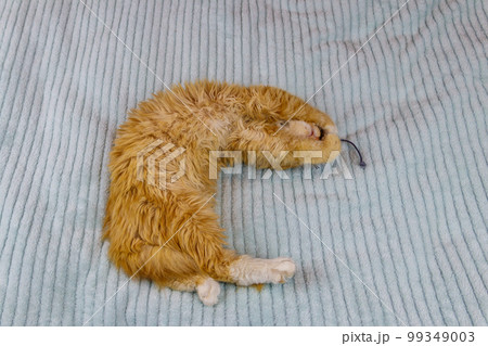Ginger kitten playing with a mouse toy on a bed 99349003