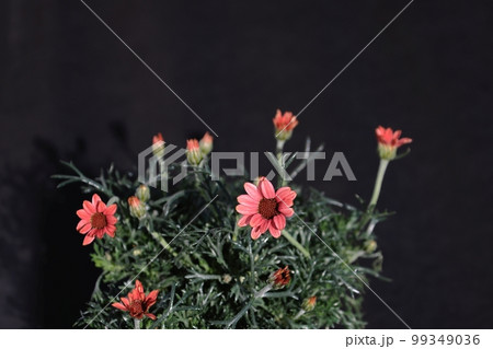 開花しはじめたローダンセマム(マーズ) 開花しはじめたローダンセマム(マーズ) 99349036