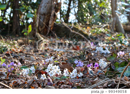新潟県角田山に咲く色とりどりの春を告げるミスミソウ(雪割草) 99349058