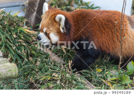 天真爛漫 レッサーパンダ 天真爛漫 レッサーパンダ 99349189