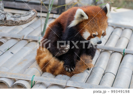 天真爛漫 レッサーパンダ 天真爛漫 レッサーパンダ 99349198