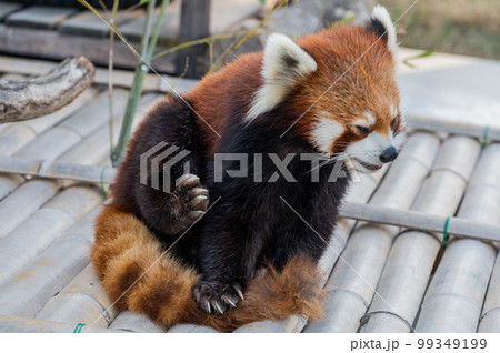 天真爛漫 レッサーパンダ 天真爛漫 レッサーパンダ 99349199