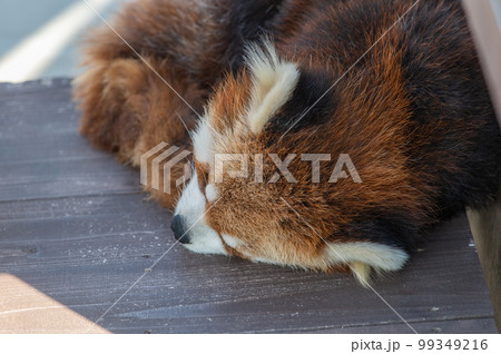 天真爛漫　レッサーパンダ 99349216