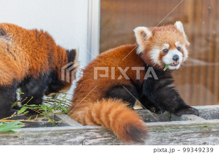 天真爛漫　レッサーパンダ 99349239