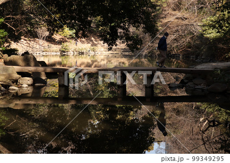 <東京都>東京大学三四郎池 <東京都>東京大学三四郎池 99349295