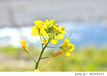 菜の花と藁科川 菜の花と藁科川 99349325