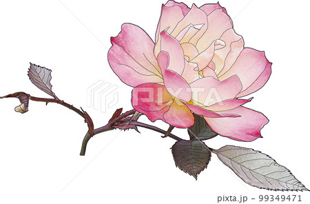 ピンクのグラデの小さな薔薇、もしかしたら八重桜かも 99349471