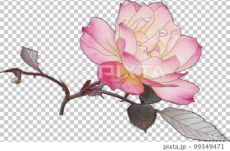 A small pink rose, maybe a double cherry blossom 99349471
