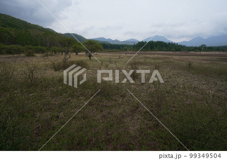 日光市 戦場ケ原 小田代ヶ原 2019年6月2日 日光市 戦場ケ原 小田代ヶ原 2019年6月2日 99349504