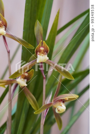 ハルカンラン(春寒蘭)の花 ハルカンラン(春寒蘭)の花 99349538