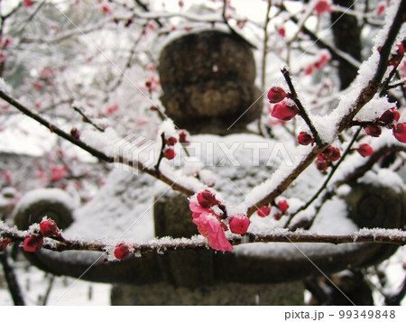 雪の日の紅梅と灯籠 99349848