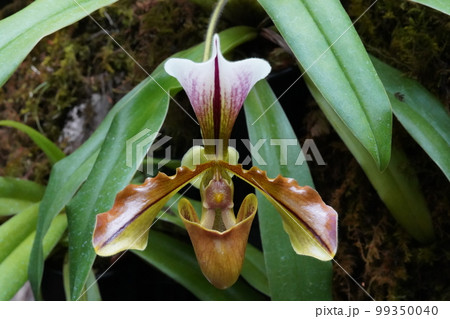 パフィオペディルム・ビローサム（ウィロスム）  Paphiopedilum villosum  99350040