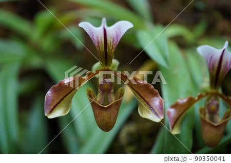 パフィオペディルム・ビローサム(ウィロスム) Paphiopedilum villosum パフィオペディルム・ビローサム(ウィロスム) Paphiopedilum villosum 99350041