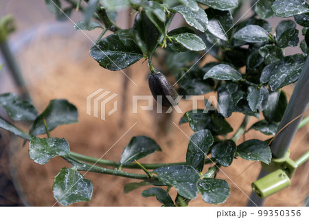 黒い小さな円筒形の実を付けたフィンガーライム 99350356