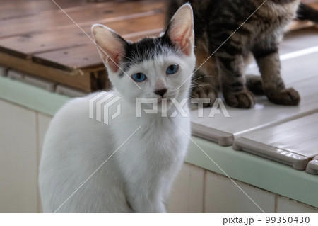 室内の保護猫 99350430