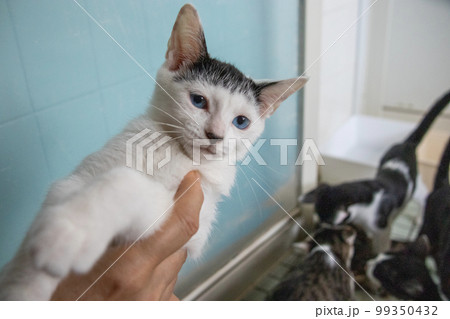 室内の保護猫 室内の保護猫 99350432