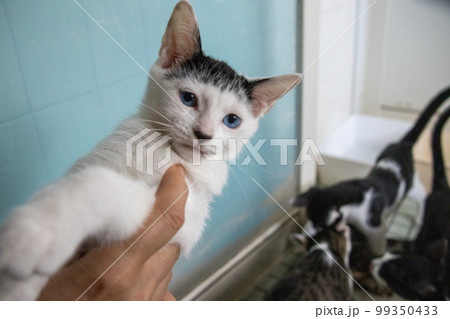 室内の保護猫 99350433