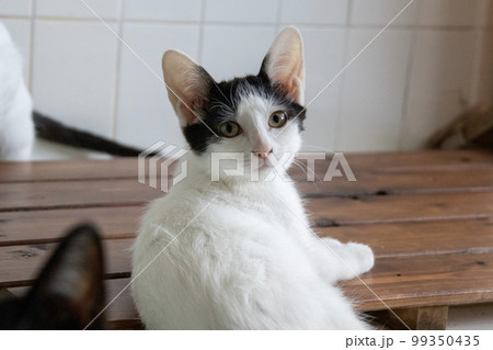 室内の保護猫 99350435