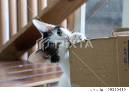 室内の保護猫 室内の保護猫 99350439