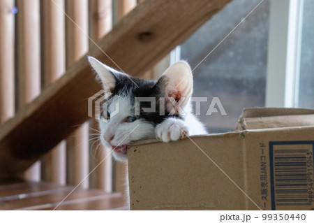 室内の保護猫 99350440