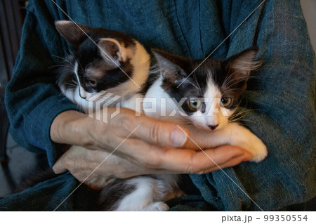 高齢女性が猫を抱く 高齢女性が猫を抱く 99350554