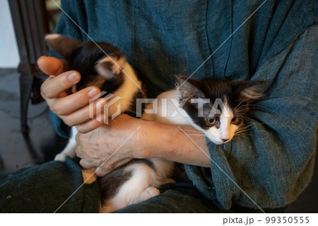 高齢女性が猫を抱く 高齢女性が猫を抱く 99350555