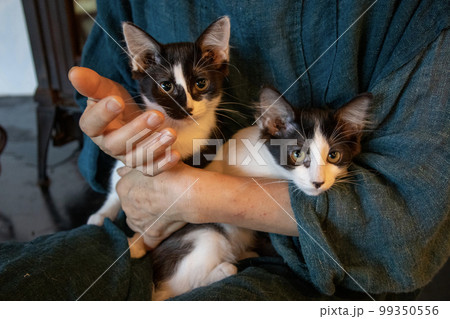 高齢女性が猫を抱く 高齢女性が猫を抱く 99350556
