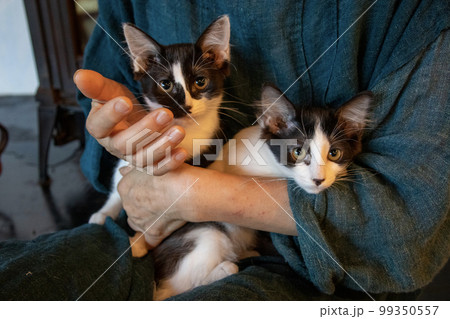 高齢女性が猫を抱く 高齢女性が猫を抱く 99350557