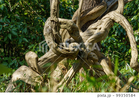 樹木に絡んだ大きな蔓 99350584