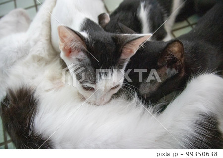 母親の母乳を飲みむ保護猫親子 母親の母乳を飲みむ保護猫親子 99350638