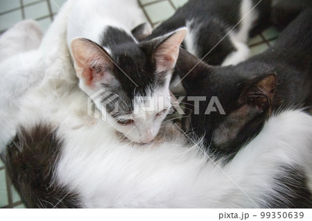 母親の母乳を飲みむ保護猫親子 母親の母乳を飲みむ保護猫親子 99350639