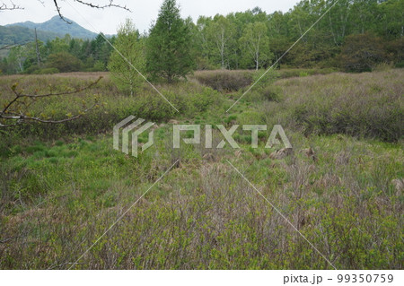 日光市 戦場ケ原 湯滝から赤沼に向かう遊歩道から見る戦場ヶ原 2019年6月2日 日光市 戦場ケ原 湯滝から赤沼に向かう遊歩道から見る戦場ヶ原 2019年6月2日 99350759