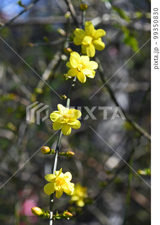 オウバイモドキ（黄梅擬） 99350830