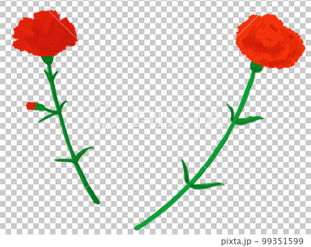 手描きの赤いカーネーションとスプレーカーネーションカーネーションとのセット 99351599