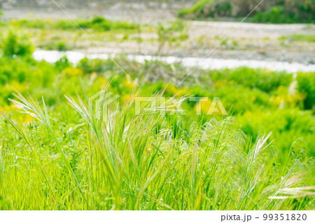 春ののどかな野原と川 99351820