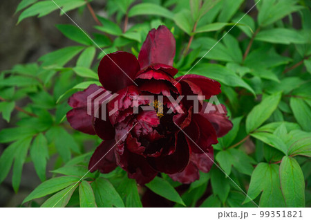 深紅のボタンの花一輪 99351821