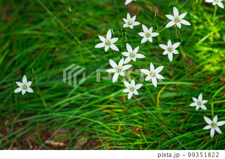 白いかわいいハナニラの花 99351822