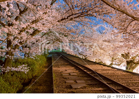京都の夜桜と廃線（蹴上インクライン） 99352021