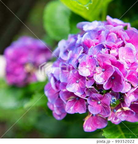 紫の紫陽花 99352022