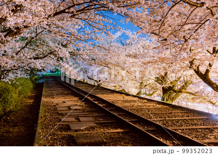 京都の夜桜と廃線(蹴上インクライン) 京都の夜桜と廃線(蹴上インクライン) 99352023