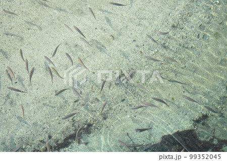 浅瀬の小魚 浅瀬の小魚 99352045