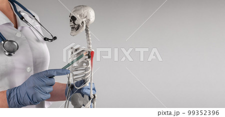 Banner with doctor pointing to skeleton arm with red shoulder with pencil. Painful joints. Skeletal system anatomy, body structure, medical education concept. Copy space 99352396