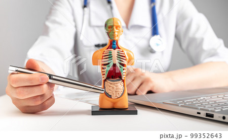 Doctor showing intestines at 3d human model with internal organs. Woman in lab coat sitting at table with laptop. Anatomy and medicine concept Doctor showing intestines at 3d human model with internal organs. Woman in lab coat sitting at table with laptop. Anatomy and medicine concept 99352643
