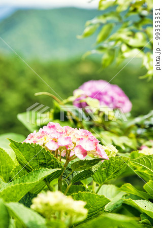 新緑の長命寺 新緑の長命寺 99353351
