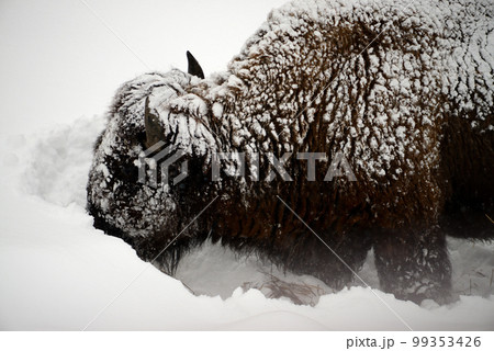 American Bison Yellowstone National Park 99353426