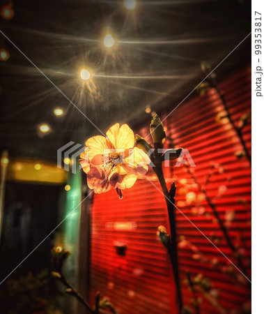 夜の街に咲く梅 99353817