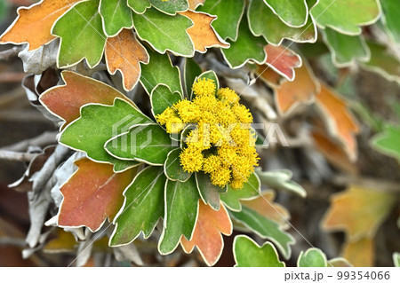 イソギク（Ajania pacifica） 99354066