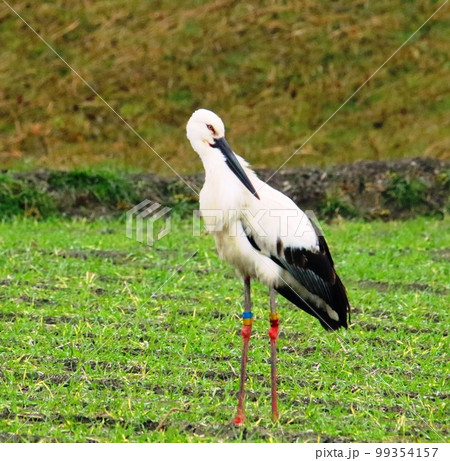 コウノトリ 99354157