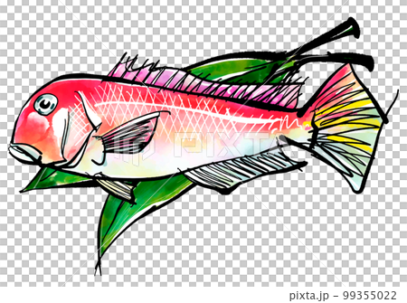 甘鯛(アマダイ)の手書きイラスト(筆書き水彩墨絵風) 甘鯛(アマダイ)の手書きイラスト(筆書き水彩墨絵風) 99355022