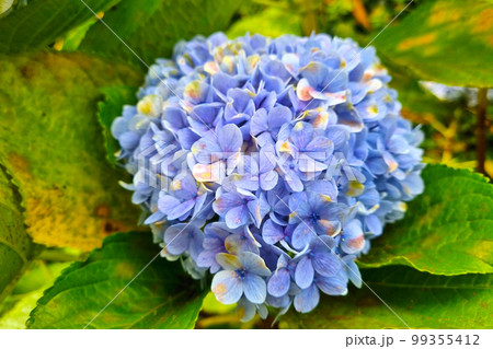 A bud of blooming blue hydrangeas in a garden or park. 99355412
